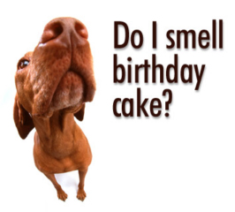 dog-birthday-cake-50.jpg