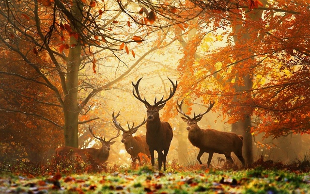 deers-at-autumn-forest