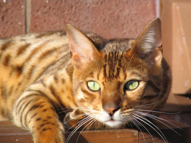 domestic-bengal-cat