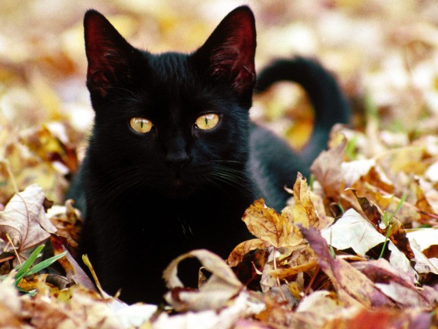 cute-black-cat-fall-leaves