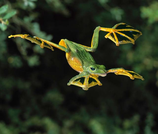 flyingfrog